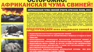 Опасная инфекция - африканская чума свиней - продолжает расползаться по территории области. 