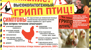 Выявлен грипп птиц в личных подсобных хозяйствах на территории Калужской области