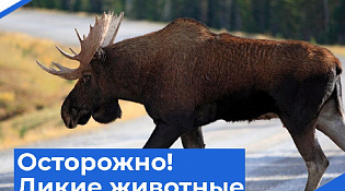 Осторожно! Дикие животные!