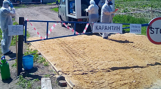 Введены ограничительных мероприятия из-за африканской чумы свиней