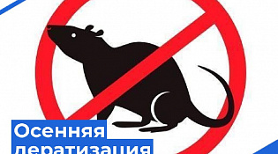 В городе с 1 по 31 октября проходит масштабная осенняя акция по дератизации