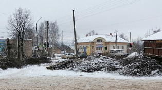 Предприниматель самовольно вырубили большое количество деревьев